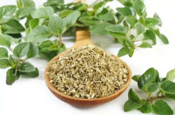 مردقوش فلسطيني طبيعي